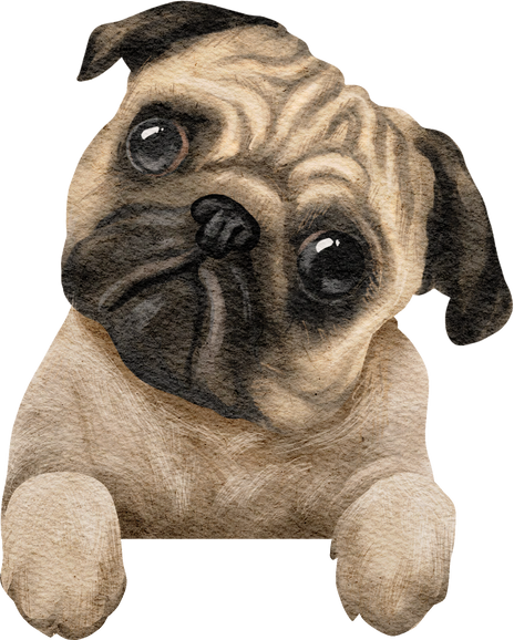 Watercolor Pug Dog Illustration